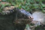Iguane Guadeloupe 2