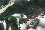 Iguane Guadeloupe 3