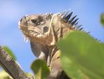 Iguane Guadeloupe