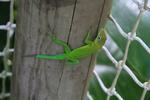 Lézard Guadeloupe