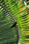 Oiseau sucrier 1