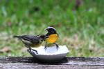 Oiseau sucrier