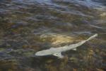 Requin Guadeloupe
